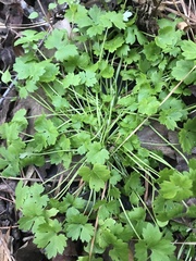 Ranunculus platensis