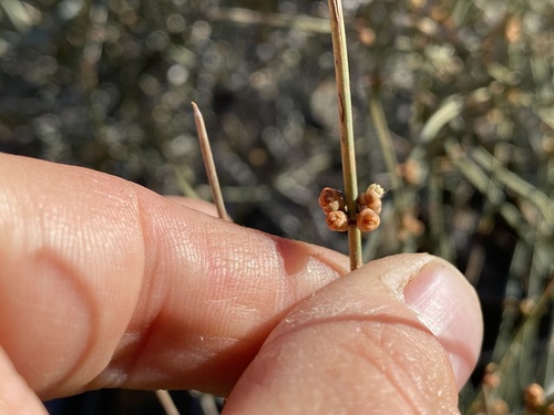 iNaturalist observation photo of Jointfirs