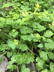 Ranunculus platensis