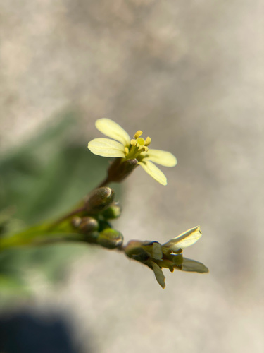 iNaturalist observation photo of Saharan Mustard