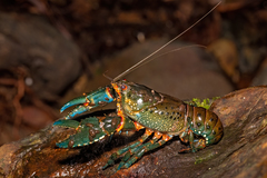 Euastacus valentulus