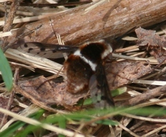 Bombylius pygmaeus