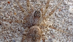 Tetralycosa