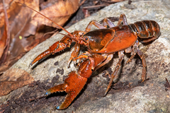 Euastacus maidae