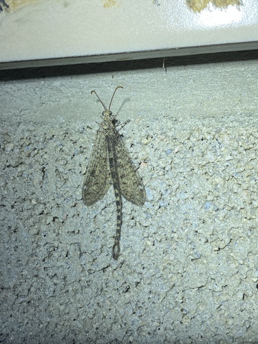 iNaturalist observation photo of Sacken's Antlion