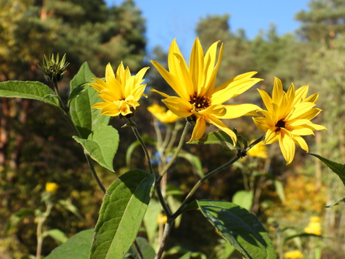 Bulvinė saulėgrąža