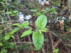 Hymenopyramis brachiata