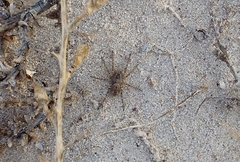 Tetralycosa