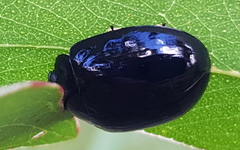 Paropsisterna angustipes