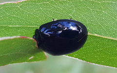 Paropsisterna angustipes