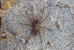 Tetralycosa