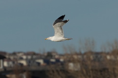 Larus californicus