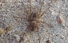 Tetralycosa