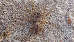 Tetralycosa