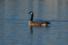 Branta canadensis