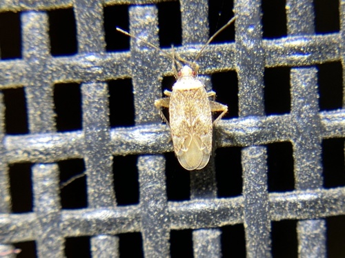 iNaturalist observation photo of Parthenicus