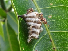 Ropalidia variegata
