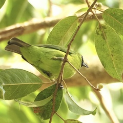 Chloropsis sonnerati