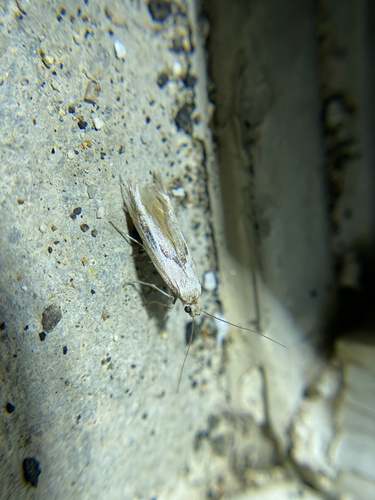 iNaturalist observation photo of Gelechiinae
