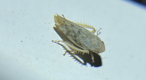 iNaturalist observation photo of Acinopterus