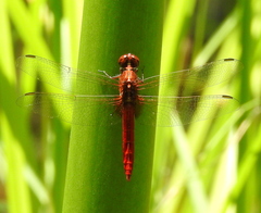 Rhodothemis