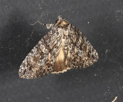 Crioa acronyctoides