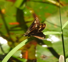 Ampittia dioscorides
