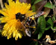 Eristalis tenax