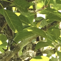 Chloropsis sonnerati