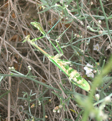 Empusa pennicornis