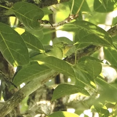 Chloropsis sonnerati