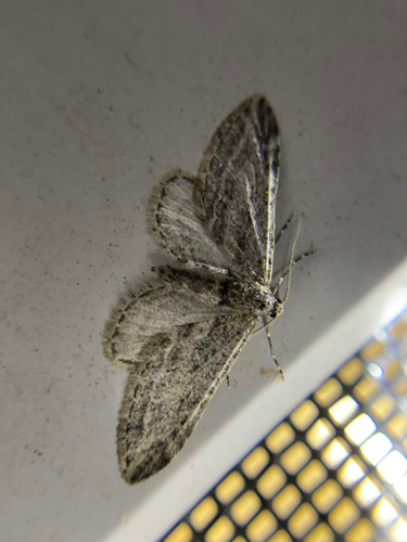 iNaturalist observation photo of Geometer Moths