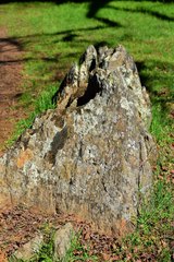 Xanthomendoza trachyphylla