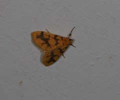 Eusabena paraphragma