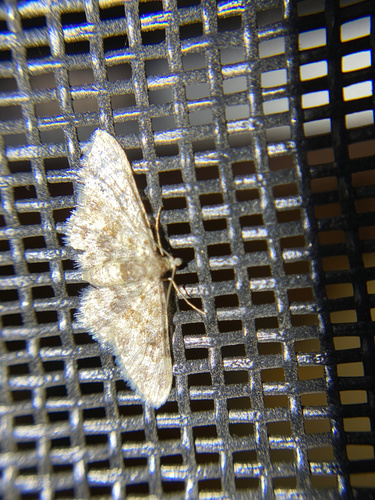 iNaturalist observation photo of Dwarf Tawny Wave
