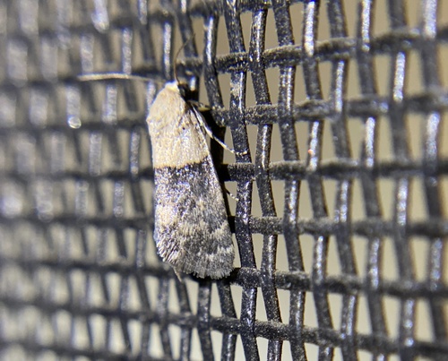 iNaturalist observation photo of Aleptina semiatra