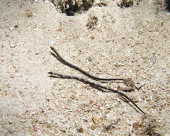 Micrognathus andersonii