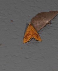 Hyalobathra brevialis
