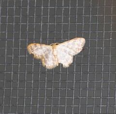 Idaea simplex