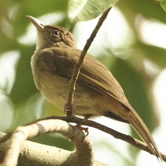 Iole viridescens cinnamomeoventris