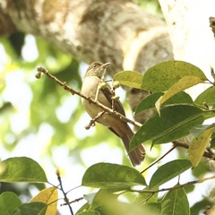 Iole viridescens cinnamomeoventris