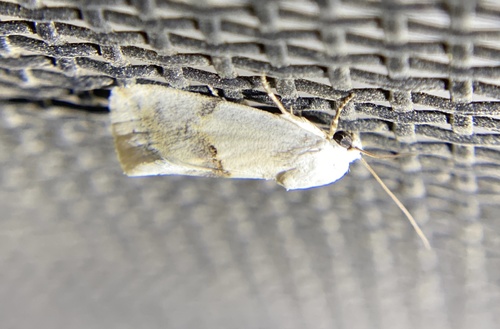 iNaturalist observation photo of Arizona Bird-dropping Moth