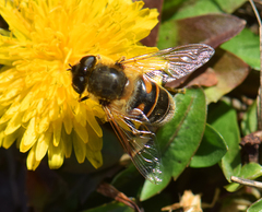 Eristalis tenax