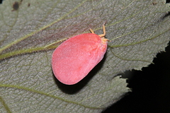 Flatida rosea