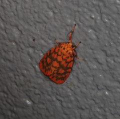 Miltochrista quadrilineata
