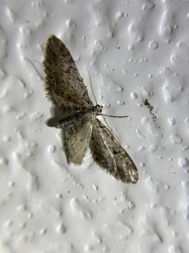 iNaturalist observation photo of Butterflies and Moths