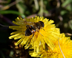 Eristalis tenax