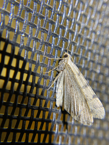 iNaturalist observation photo of Ennominae