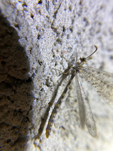 iNaturalist observation photo of Sacken's Antlion