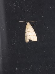 Narangodes